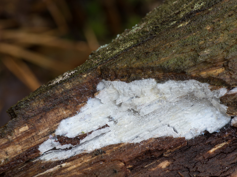 Ceraceomyces microsporus